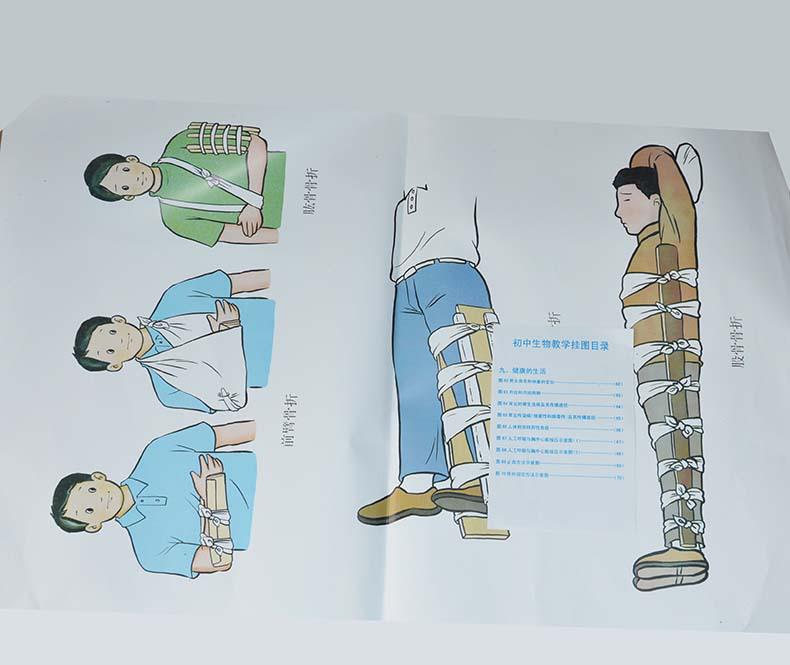 初中生物教学挂图目录